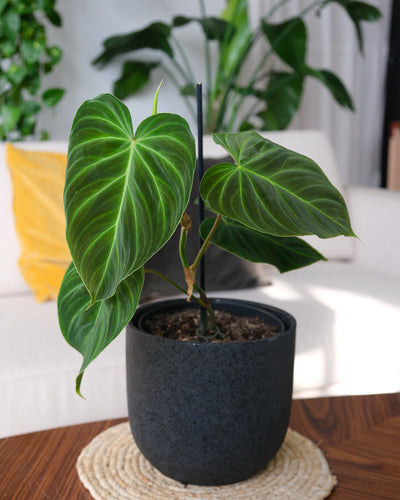 Philodendron splendid in einem schwarzen Keramiktopf von feey auf einem Holztisch im Wohnzimmer