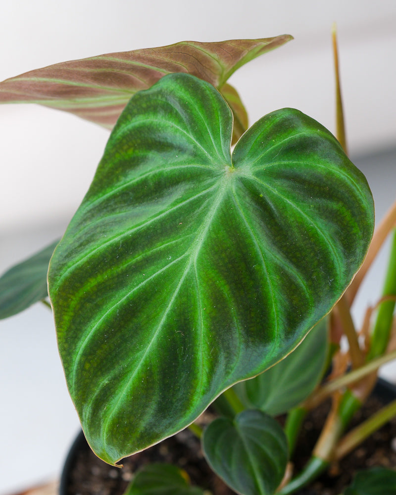 Detailaufnahme Philodendron splendid Blatt