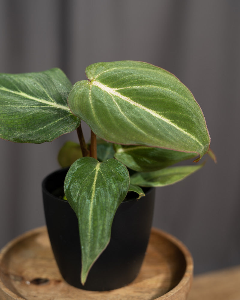 Philodendron gloriosum Babypflanze | feey Pflanzen 🌱 – feey GmbH