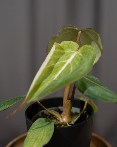 Philodendron gloriosum Babypflanze