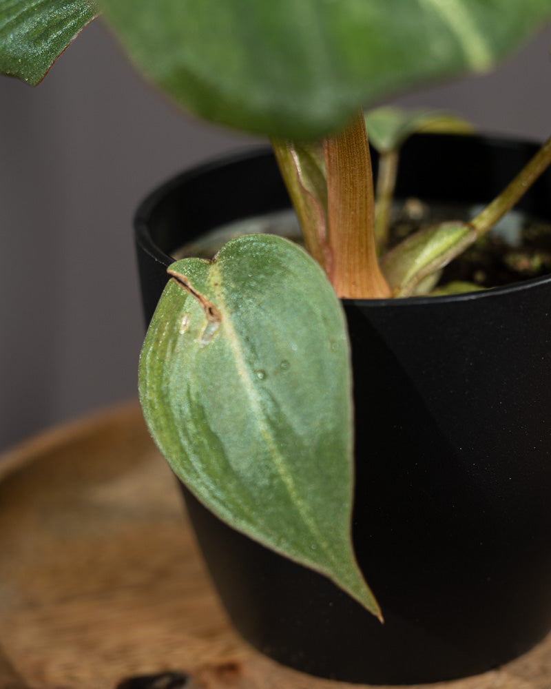 Philodendron gloriosum Babypflanze