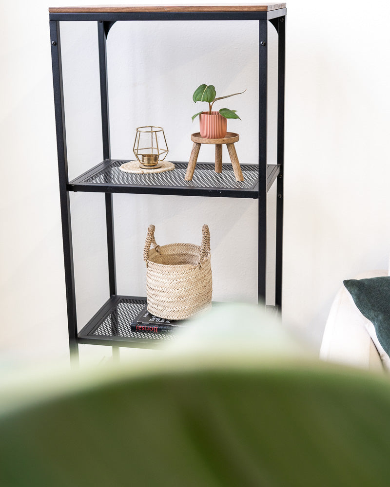 Philodendron gloriosum Babypflanze