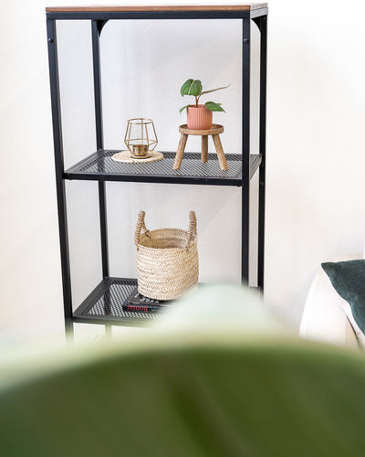 Philodendron gloriosum Babypflanze