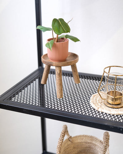 Philodendron gloriosum Babypflanze