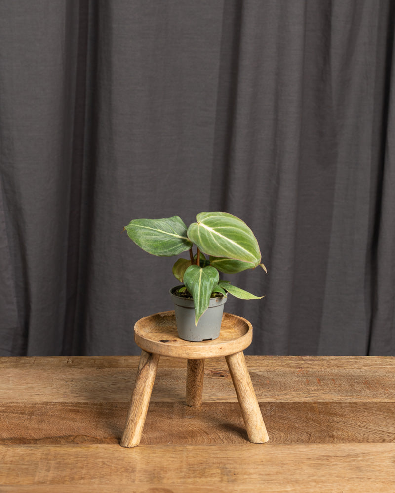 Philodendron gloriosum Babypflanze