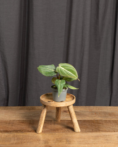 Philodendron gloriosum Babypflanze