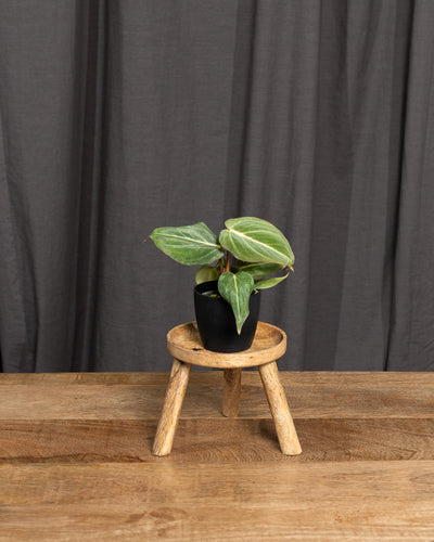 Philodendron gloriosum Babypflanze