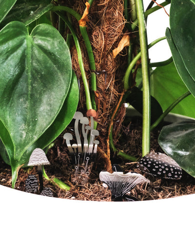 Mini-Pilze aus Stahl im Substrat eines Philodendron in weissem Topf