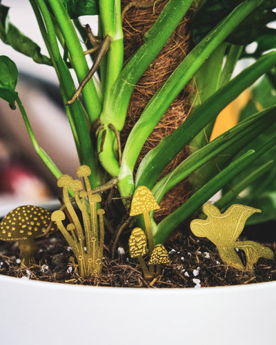 Mini-Pilze aus Messing in der Erde einer Monstera mit Bambusstab in weissem Topf
