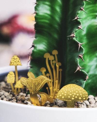 Mini-Pilze aus Messing im Substrat einer Euphorbia in weissem Topf