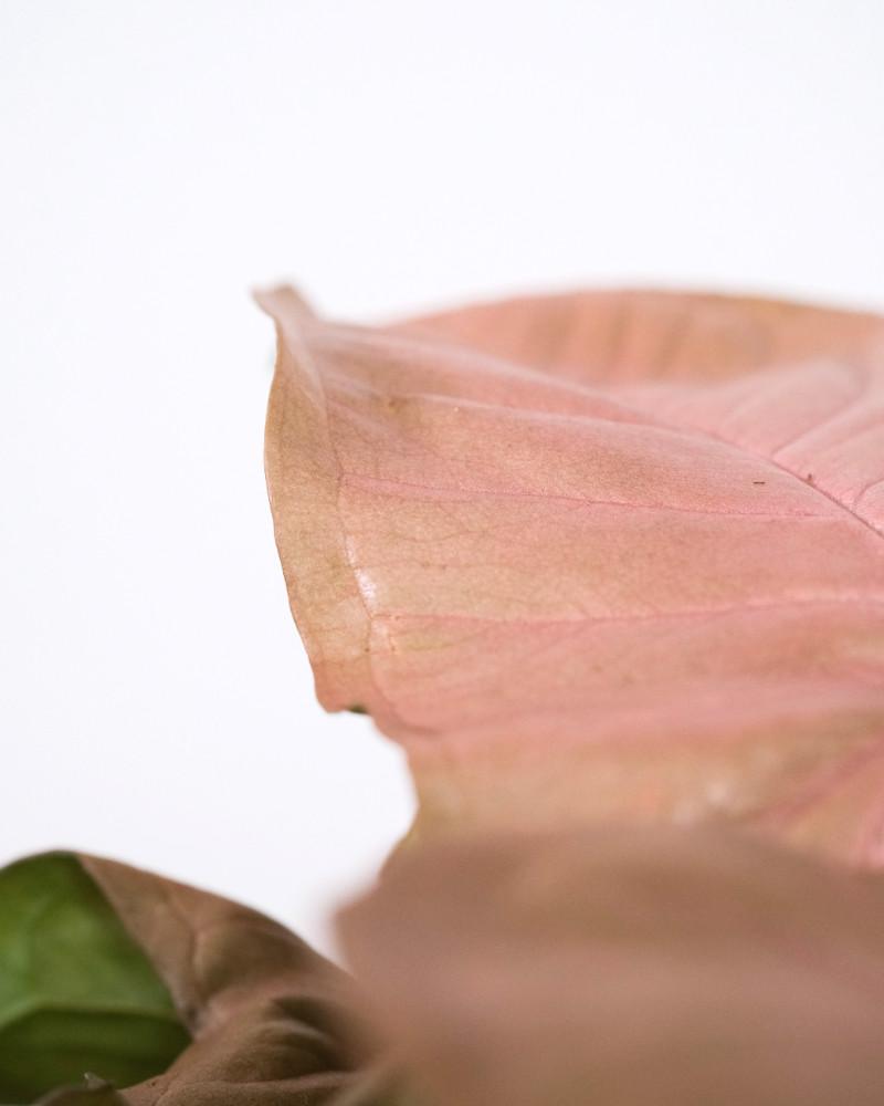 Rosafarbenes Blatt der Syngonium 'Red Heart'