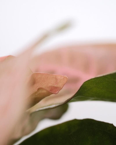 Rosa bis lachsfarbenes Detail des Blatts einer Purpurtute 'Red Heart'
