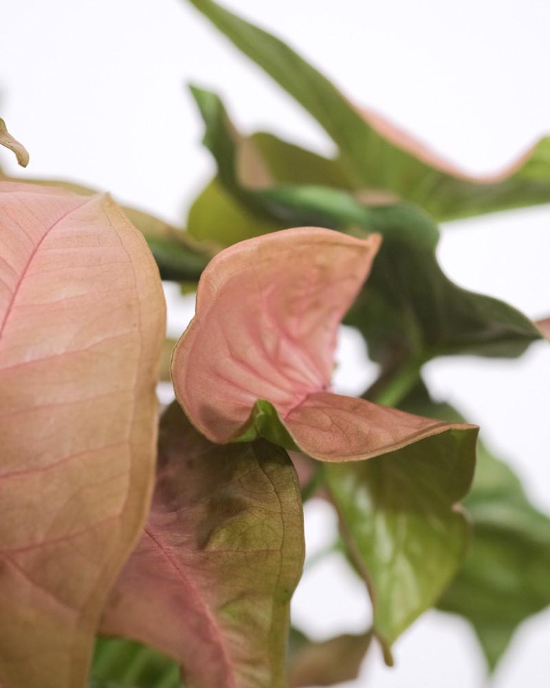 Buschig gewachsene Syngonium 'Red Heart' mit rosafarbenen Blättern und hellgrünen Blattunterseiten
