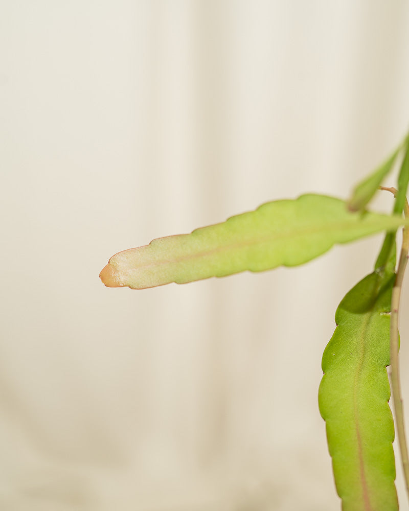 Rhipsalis Red Coral