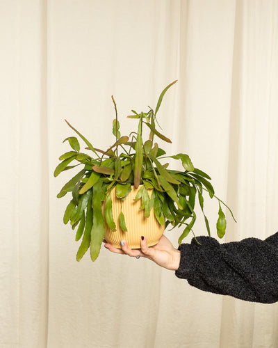 Rhipsalis Red Coral