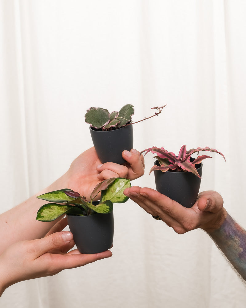 Babypflanzen-Trio mit rosa Blättern