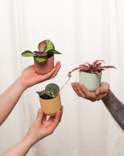 Cryptanthus bivittatus 'Pink Star', Hoya carnosa tricolor und Saxifraga variegata in verschiedenfarbigen Töpfen jeweils von einer Hand gehalten