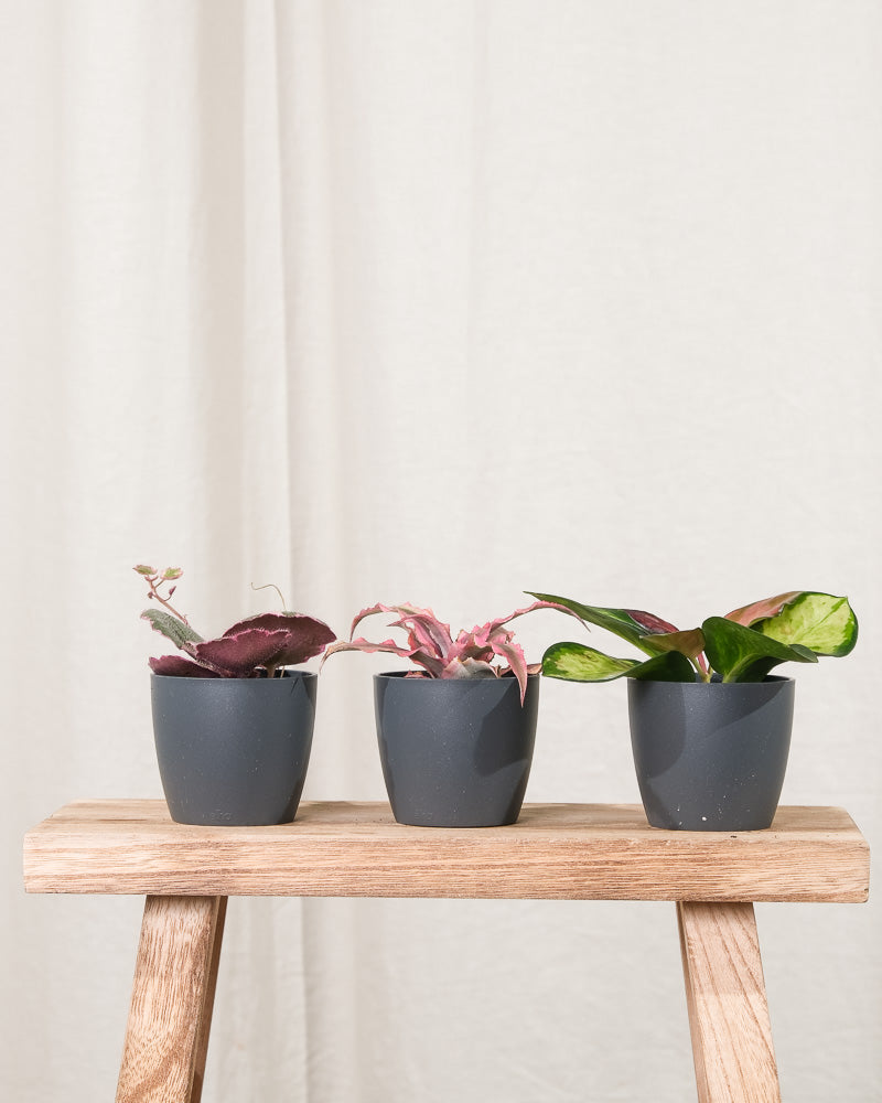 Cryptanthus bivittatus 'Pink Star', Hoya carnosa tricolor und Saxifraga variegata in antrazith Töpchen nebeneinander auf Holzschemel