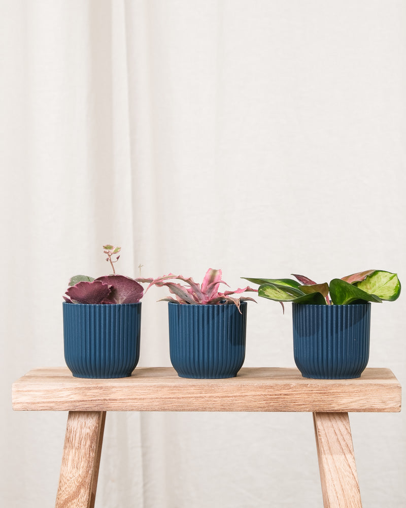 Cryptanthus bivittatus 'Pink Star', Hoya carnosa tricolor und Saxifraga variegata in blauen Töpfchen nebeneinander auf Holzschemel