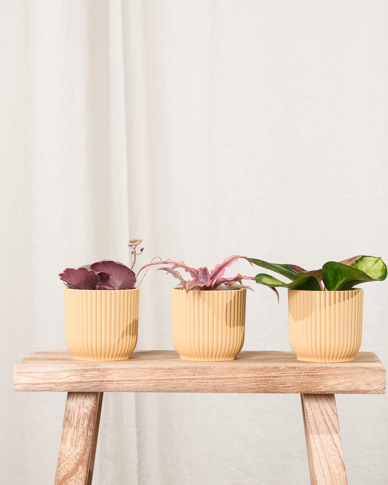 Cryptanthus bivittatus 'Pink Star', Hoya carnosa tricolor und Saxifraga variegata in gelben Töpfchen nebeneinander auf Holzschemel