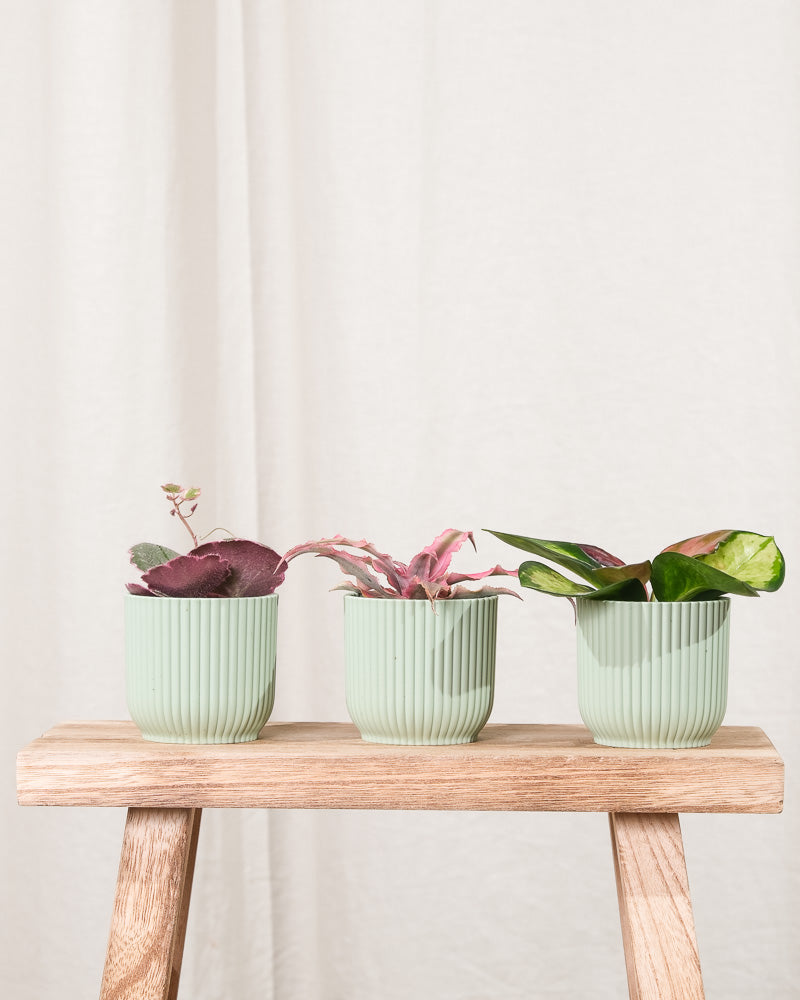 Cryptanthus bivittatus 'Pink Star', Hoya carnosa tricolor und Saxifraga variegata in mintgrünen Töpfchen nebeneinander auf Holzschemel