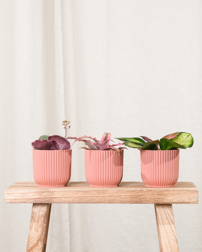 Babypflanzen-Trio mit rosa Blättern