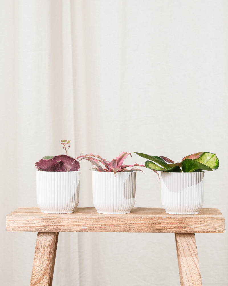 Babypflanzen-Trio mit rosa Blättern