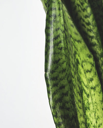 Detail eines Blatts der grossen grünen Schwiegermutterzunge XL