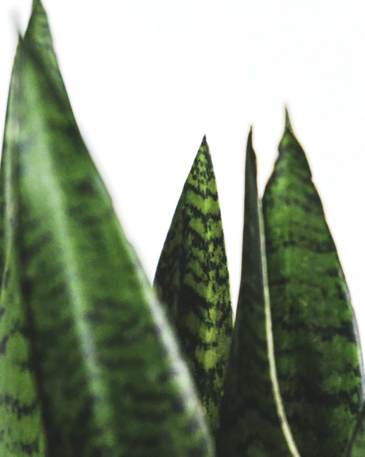 Spitzen der Blätter der grossen grünen Schwiegermutterzunge XL