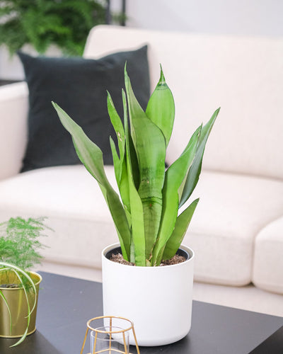 Eine schön ausgeleuchtete Sansevieria trifasciata 'Moonshine' in einem weissen Blumentopf, auf einem schwarzen Tisch