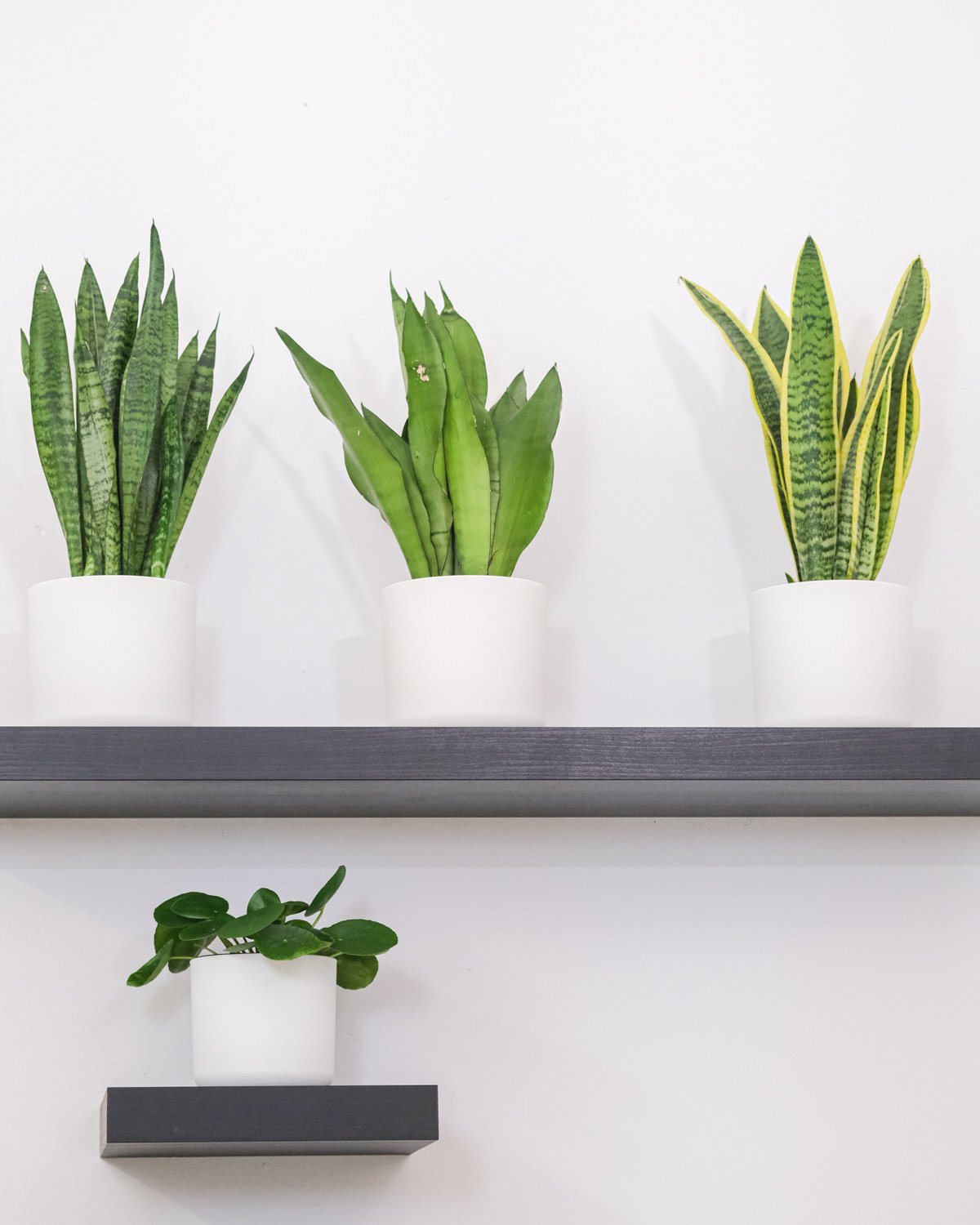 Eine schön ausgeleuchtete Sansevieria trifasciata 'Moonshine' in einem weissen Blumentopf, auf einem schwarzen Regalbrett.