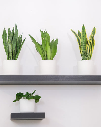 Eine schön ausgeleuchtete Sansevieria trifasciata 'Moonshine' in einem weissen Blumentopf, auf einem schwarzen Regalbrett.