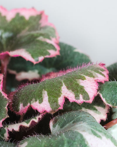 Baby Saxifraga variegata, Detailaufnahme der Blätter.