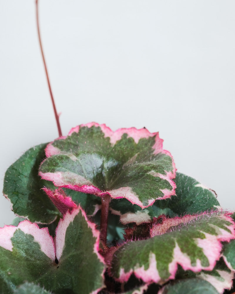Baby Saxifraga variegata, Detailaufnahme der Blätter.