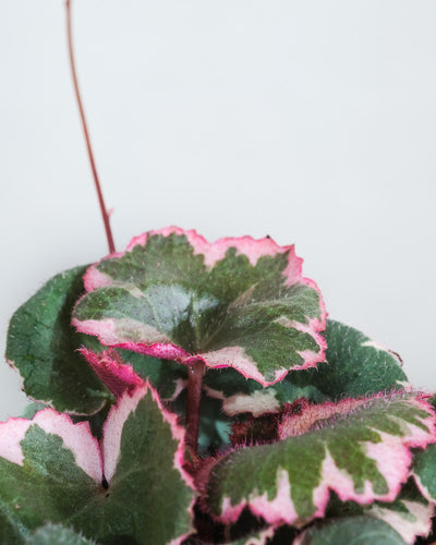 Baby Saxifraga variegata, Detailaufnahme der Blätter.
