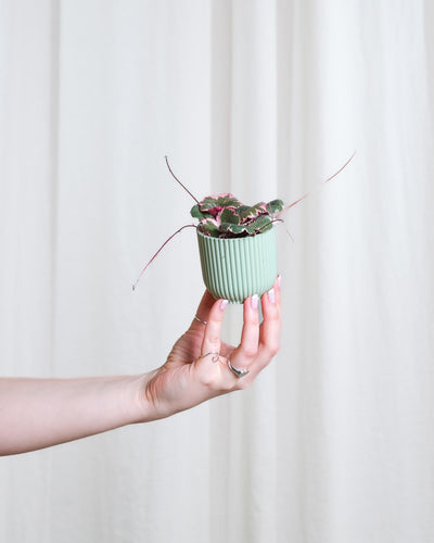 Baby Saxifraga variegata in mintgrünem Übertopf wird von einer Hand von links ins Bild gehalten. 