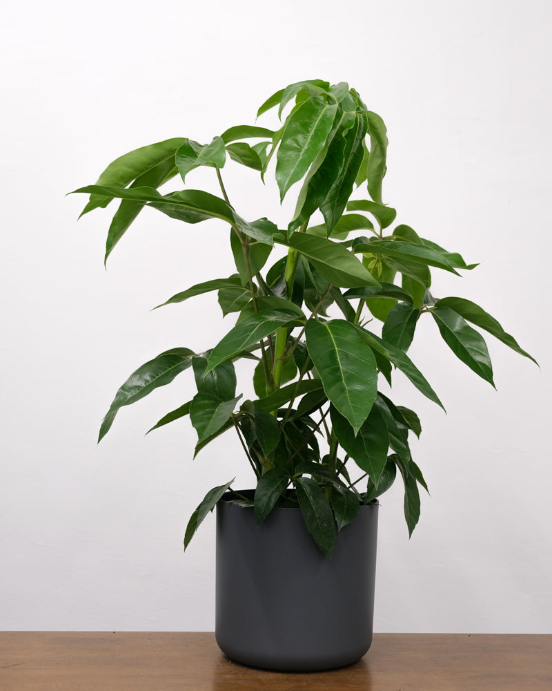 Eine Schefflera amate steht in einem anthrazitfarbenen Übertopf vor einer weissen Wand auf einem Holztisch.