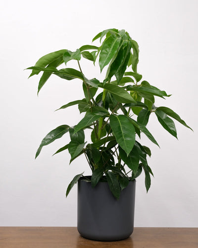 Eine Schefflera amate steht in einem anthrazitfarbenen Übertopf vor einer weissen Wand auf einem Holztisch.