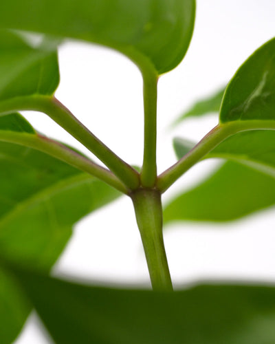 Schefflera amate
