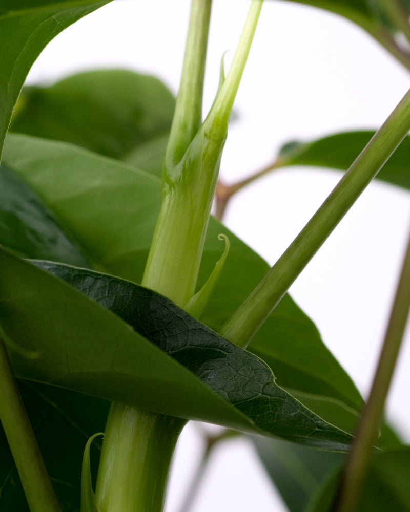 Schefflera amate
