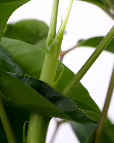Schefflera amate