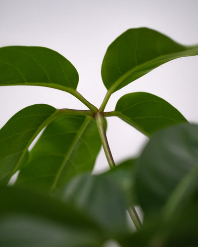 Schefflera amate