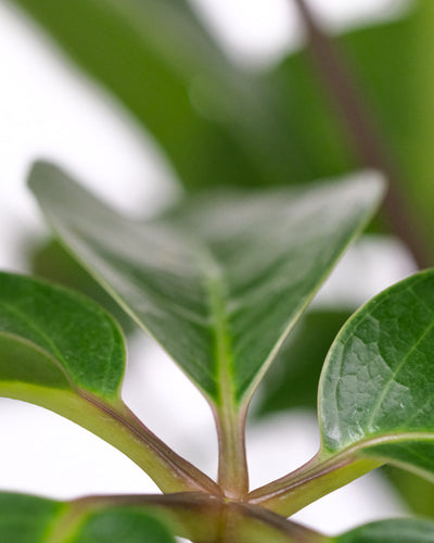 Nahaufnahme einer Schefflera amate.