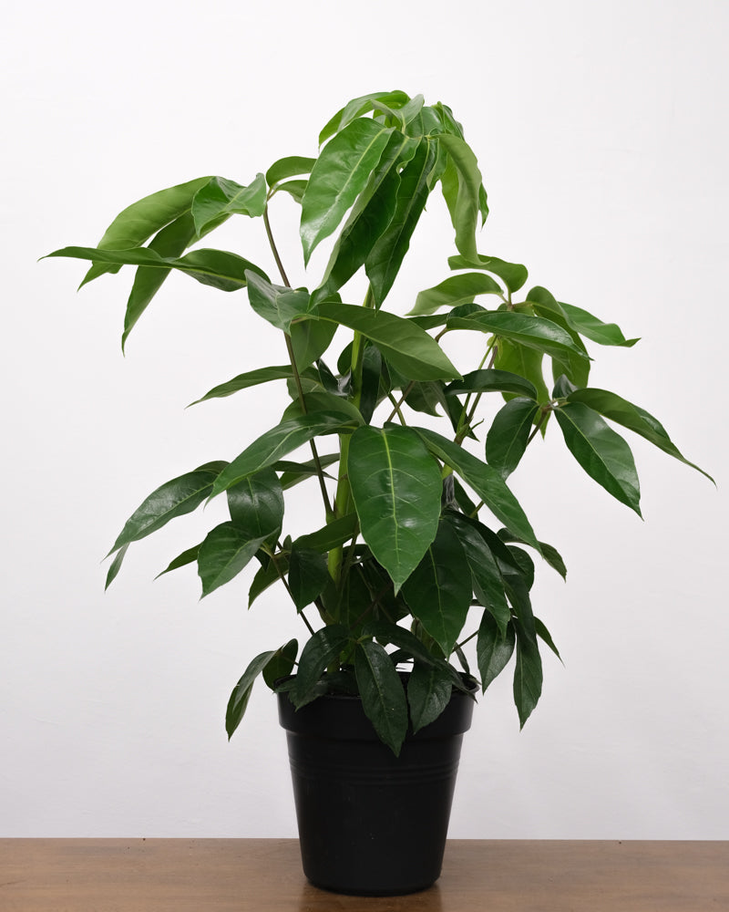 Schefflera amate