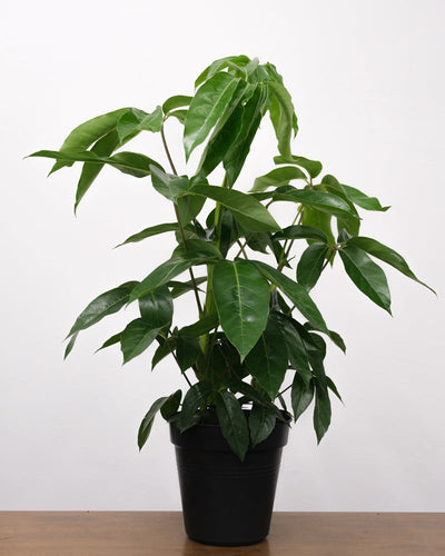Schefflera amate