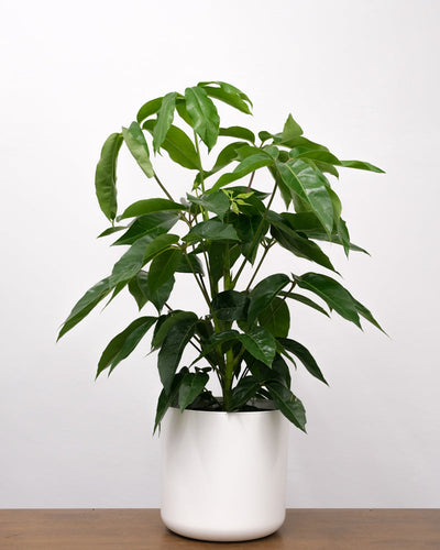 Eine Schefflera amate steht in einem weissen Übertopf vor einer weissen Wand auf einem Holztisch.