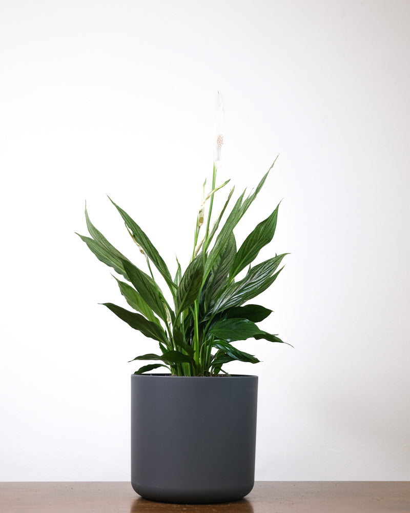 Ein grosses Einblatt variegata in einem schwarzen Topf. 
