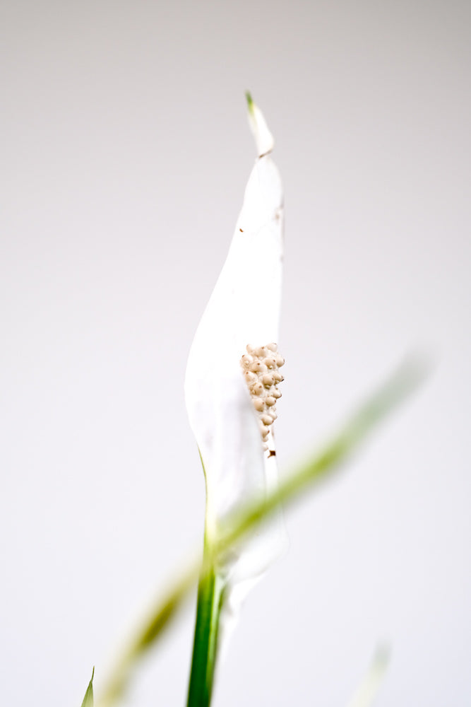 Weisse Blüte eines Einblatt variegata.