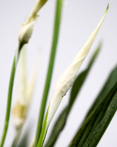 Weisse Blüte eines Einblatt variegata.