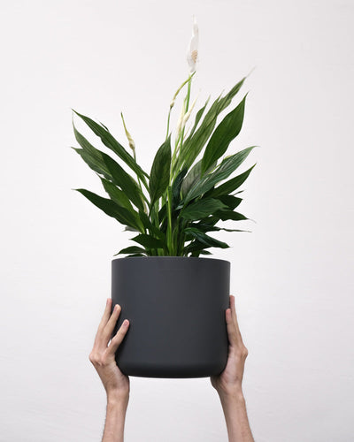 Ein grosses Einblatt variegata in einem schwarzen Topf wird gehalten.
